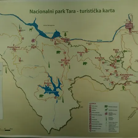 Viola I Detelina *
