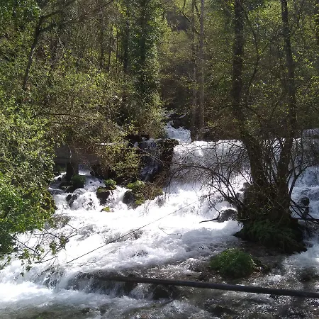 Viola I Detelina